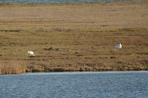 Crane, Whooping, 2013-01105505 Aransas NWR, TX Aransas NWR, TX